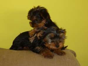 Yorkshire terrier