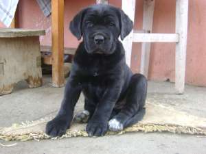 vand cateluse cane corso