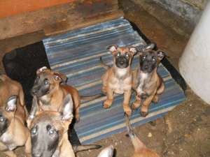 Vand pui Malinois din parinti de exceptie