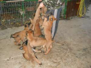 Vand pui Malinois din parinti de exceptie