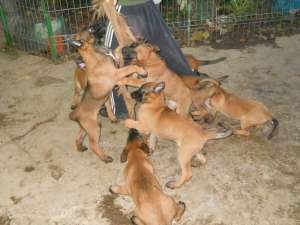 Vand pui Malinois din parinti de exceptie