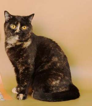 Donez pisicuta britih shorthair colorata