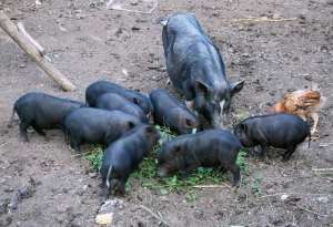 De vanzare porci vietnamezi rasa pura