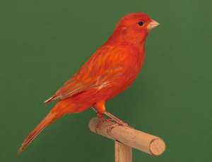 VINZARI CANARI DE CINTEC