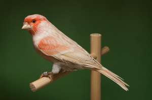 VINZARI CANARI DE CINTEC