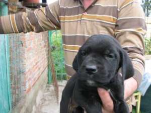 Cane Corso