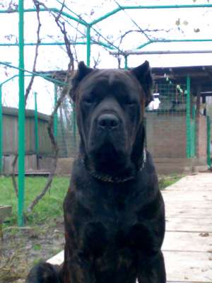 Cane Corso