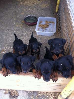 Vand Jagd Terrier