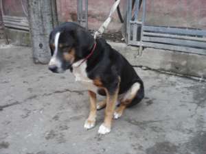 caine copoi ardelenesc si jagd terrier