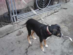 caine copoi ardelenesc si jagd terrier