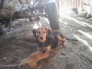 caine copoi ardelenesc si jagd terrier