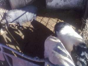 VIND PORCI VIETNAMEZI GRASI PENTRU SACRIFICAT