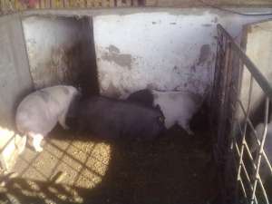 VIND PORCI VIETNAMEZI GRASI PENTRU SACRIFICAT
