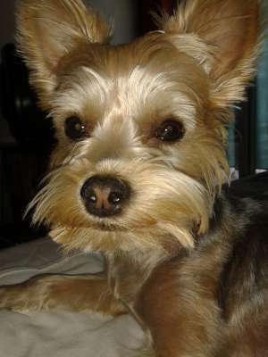 Caut catelusa yorkshire terrier pt monta!