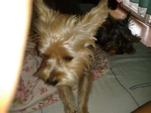 Caut catelusa yorkshire terrier pt monta!