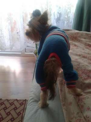 Caut catelusa yorkshire terrier pt monta!