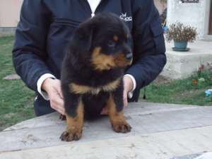 pui rottweiler cu pedigree