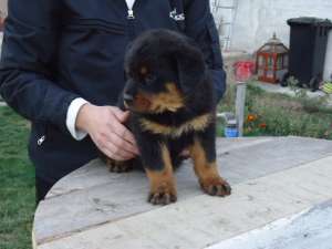 pui rottweiler cu pedigree