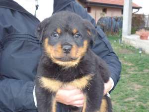 pui rottweiler cu pedigree