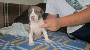 Pui Amstaff cu pedigree,  de calitate