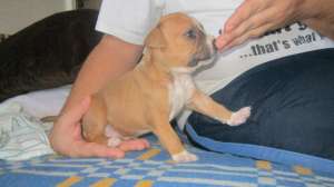 Pui Amstaff cu pedigree,  de calitate