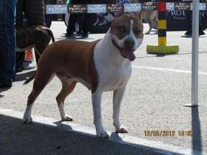Pui Amstaff cu pedigree,  de calitate