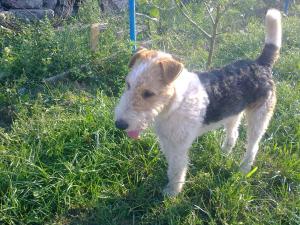 Fox- terrier mascul pentru imperechere