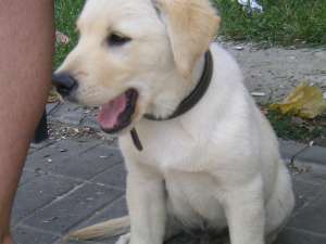 Vand Pui Labrador