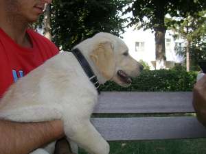Vand Pui Labrador