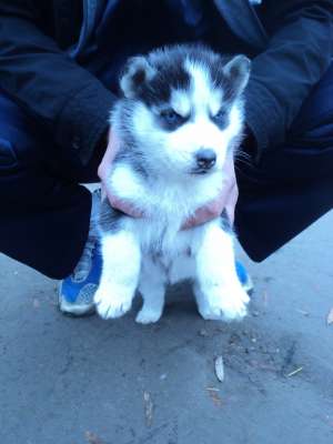 Pui Husky Siberian mascul de vanzare