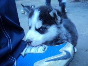 Pui Husky Siberian mascul de vanzare