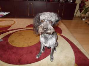Derin mascul caniche , caut femela caniche pt imperechere