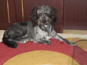 Derin mascul caniche , caut femela caniche pt imperechere