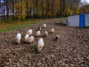 Vind porci vietnamezi