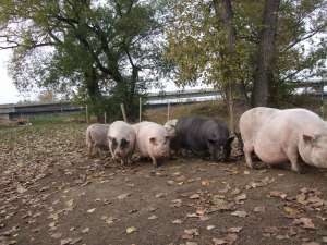 Vind porci vietnamezi