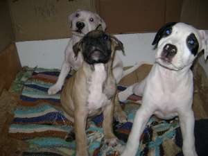 pui amstaff