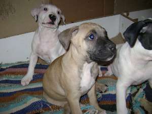 pui amstaff