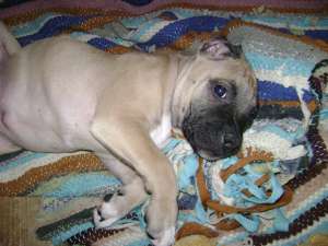 pui amstaff