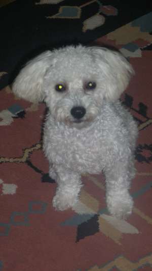 caut bichon/caniche pitic femela pt monta