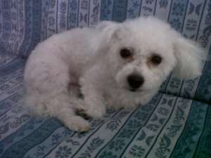 caut bichon/caniche pitic femela pt monta