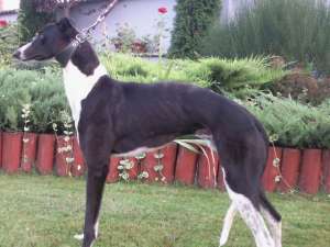 Vand pui greyhound