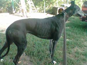 Vand pui greyhound