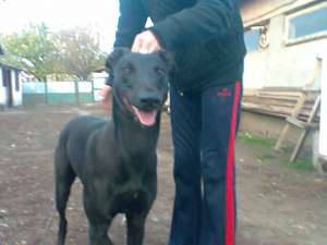 Vand pui greyhound