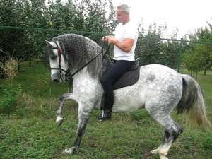 PUR S�NGE SPANIOL