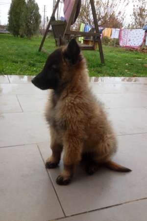 Vand pui Ciobanesc Belgian Tervueren
