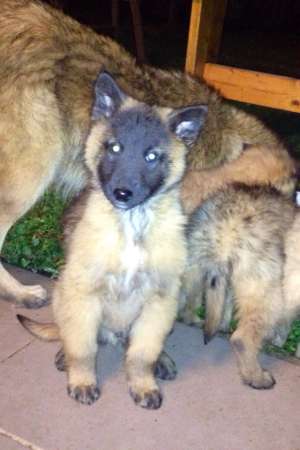 Vand pui Ciobanesc Belgian Tervueren