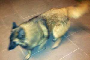 Vand pui Ciobanesc Belgian Tervueren