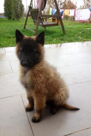 Vand pui Ciobanesc Belgian Tervueren
