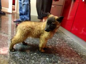 Vand pui Ciobanesc Belgian Tervueren