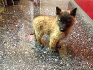 Vand pui Ciobanesc Belgian Tervueren